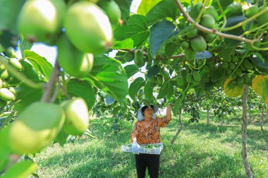 LUANNAN COUNTY, Çin - 25 Ağustos 2021: Çiftçiler Kuzey Çin 'deki çiftlikte yumuşak tarih ve kiwifruit topluyorlar