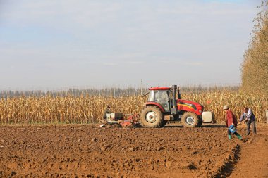 LUANNAN COUNTY, Çin - 13 Ekim 2021: çiftçiler tarlalara buğday ekiyor, Kuzey Çin