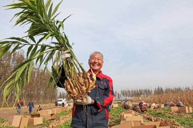 LUANNAN COUNTY, Çin - 15 Ekim 2021: Çiftçi, Kuzey Çin 'deki çiftlikte yeni hasat edilen zencefili gösteriyor