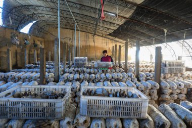 LUANNAN COUNTY, Çin - 11 Kasım 2021: Çiftçiler Kuzey Çin 'deki serada yenilebilir mantar hasat ediyorlar