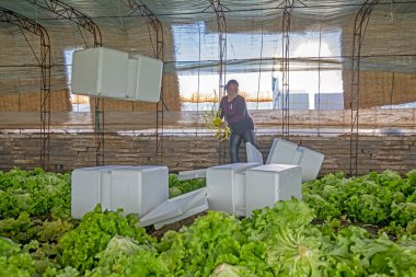 LUANNAN COUNTY, Çin - 25 Kasım 2021: çiftçiler, Kuzey Çin 'de bir serada yaprak salatası paketliyorlar.