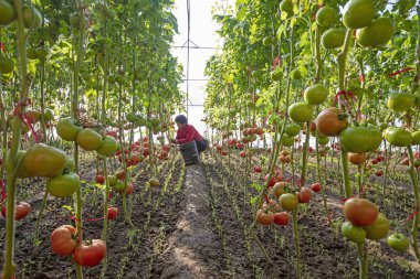 LUANNAN COUNTY, Çin - 2 Aralık 2021: Bir köylü kadın Kuzey Chin 'deki bir serada domates hasat ediyor