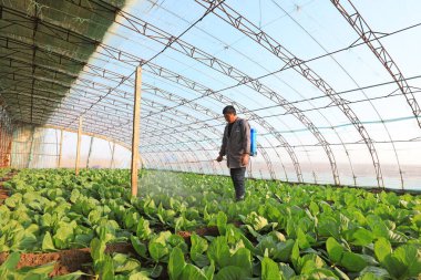 LUANNAN COUNTY, Çin - 4 Ocak 2022: Çiftçi Kuzey Çin 'deki serada şalgama ilaç verdi