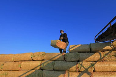 LUANNAN COUNTY, Çin - 6 Ocak 2022: çiftçiler işlenmiş samanları taşır ve onları üst üste yığar, Kuzey Çin