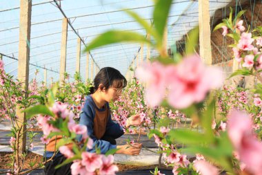 LUANNAN COUNTY, Çin - 18 Ocak 2022: Çiftçiler Kuzey Çin 'deki seradaki şeftali ağaçlarıyla ilgileniyorlar