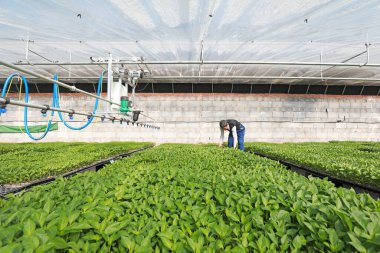 LUANNAN COUNTY, Çin - 21 Şubat 2022: Çiftçiler Kuzey Çin 'deki tohum serasında sebze fideleriyle ilgileniyorlar