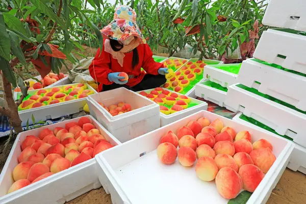 LUANNAN COUNTY, Çin - 11 Mart 2022: çiftçiler taze şeftalileri sınıflandırıyor ve onları Kuzey Çin 'deki bir seranın dışına taşımak için paketliyorlar.