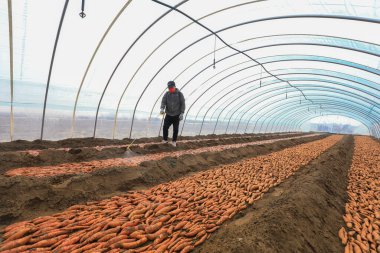 LUANNAN COUNTY, Çin - 21 Mart 2022: Çiftçiler Kuzey Çin 'deki serada tatlı patates tohumlarına mantar ilacı sıkıyorlar