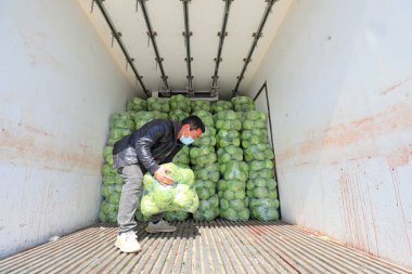 LUANNAN COUNTY, Çin - 28 Mart 2022: Çiftçiler Kuzey Çin 'deki bir sebze toptancısı pazarında şalgam düzenleyip naklediyorlar.