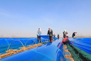 LUANNAN COUNTY, Çin - 3 Nisan 2022: çiftçiler Kuzey Çin 'deki bir çiftlikte zencefil ile ultraviyole dirençli plastik film çekiyorlar.