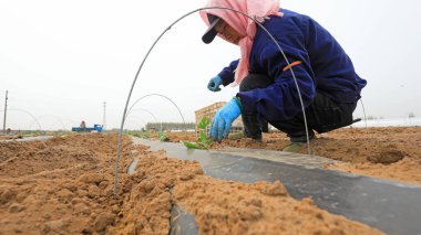 LUANNAN COUNTY, Çin - 17 Nisan 2022: çiftçiler Kuzey Çin 'deki bir çiftliğe karpuz tohumları ekiyor