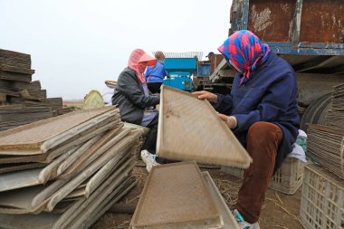 LUANNAN COUNTY, Çin - 12 Nisan 2021: çiftçiler fide tepsilerine pirinç ekmek için makineler kullanıyorlar