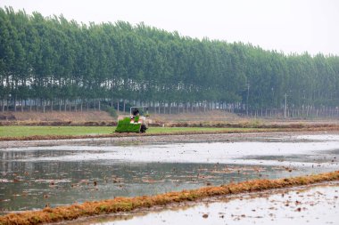 LUANNAN COUNTY, Çin - 14 Mayıs 2021: Çiftçiler pirinç naklini çiftliklerde pirinç yetiştirmek için kullanıyorlar, Kuzey Çin