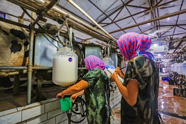 LUANNAN COUNTY, Çin - 6 Ağustos 2021: İşçiler süt ineklerinin süt verimini kaydediyor süt sağma salonunda, bir süt çiftliği, Kuzey Çin