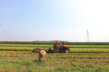 LUANNAN COUNTY, Çin - 8 Eylül 2021: çiftçiler Kuzey Çin 'deki tarlalarda yer fıstığı topluyor.
