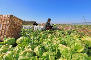 LUANNAN COUNTY, Çin - 12 Ekim 2021: çiftçiler Kuzey Çin 'deki tarlalarda marul hasat ediyorlar