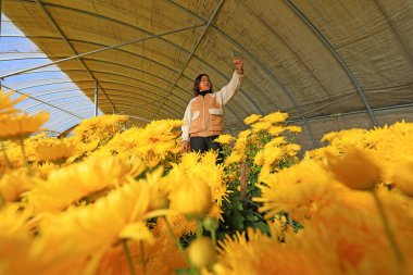 LUANNAN COUNTY, Çin - 12 Kasım 2021: Kadın turistler fotoğraf çekip Kuzey Çin 'deki altın ipek kasımpatı yetiştirme kulübesinde oynuyorlar.