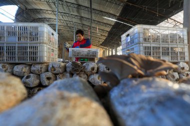 LUANNAN COUNTY, Çin - 13 Kasım 2021: çiftçiler Kuzey Çin 'deki seralarda yenilebilir mantar topluyorlar