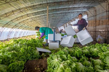 LUANNAN COUNTY, Çin - 25 Kasım 2021: çiftçiler, Kuzey Çin 'de bir serada yaprak salatası paketliyorlar.