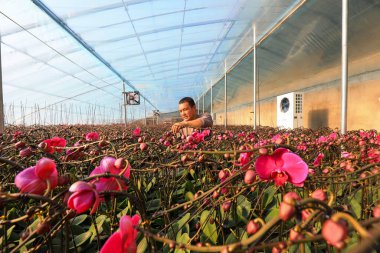 LUANNAN COUNTY, Çin - 28 Aralık 2021: Çiftçiler Kuzey Çin 'deki Phalaenopsis' in icabına bakıyorlar