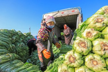 LUANNAN COUNTY, Çin - 29 Aralık 2021: çiftçiler Kuzey Çin 'deki bir sebze toplama sahasında Çin lahana yükleme ve dış taşımacılığı ile ilgilenirler.