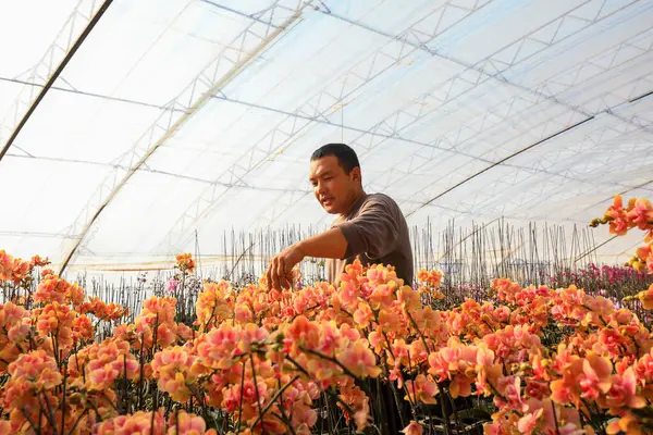 LUANNAN COUNTY, Çin - 28 Aralık 2021: Çiftçiler Kuzey Çin 'deki Phalaenopsis' in icabına bakıyorlar