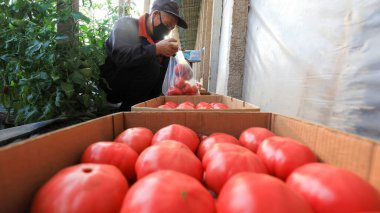 LUANNAN COUNTY, China - March 26, 2022: Farmers are repackaging tomatoes in the greenhouse,, North Chin clipart