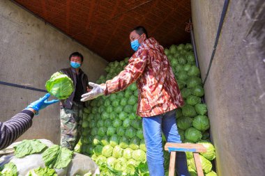 LUANNAN COUNTY, Çin - 28 Mart 2022: Çiftçiler Kuzey Çin 'deki bir sebze toptancısı pazarında şalgam düzenleyip naklediyorlar.