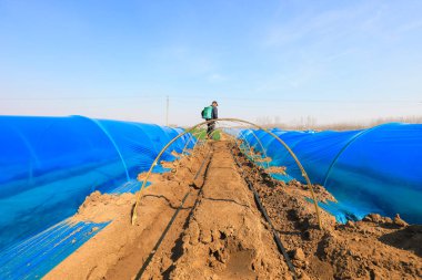 LUANNAN COUNTY, Çin - 3 Nisan 2022: Çiftçiler Kuzey Çin 'deki çiftlikte zencefil üzerine mantar ilacı püskürtüyorlar