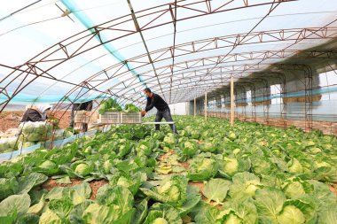 LUANNAN COUNTY, Çin - 8 Nisan 2022: çiftçiler Kuzey Çin 'deki seralarda şalgam hasat ediyorlar