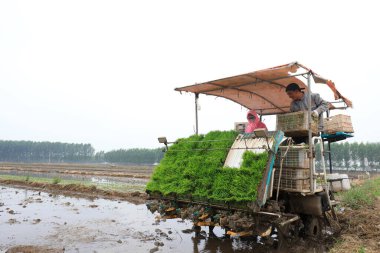 LUANNAN COUNTY, Çin - 14 Mayıs 2021: Çiftçiler pirinç naklini çiftliklerde pirinç yetiştirmek için kullanıyorlar, Kuzey Çin