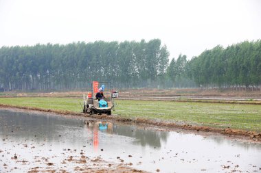 LUANNAN COUNTY, Çin - 14 Mayıs 2021: Çiftçiler pirinç naklini çiftliklerde pirinç yetiştirmek için kullanıyorlar, Kuzey Çin