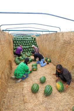LUANNAN COUNTY, Çin - 29 Haziran 2021: Çiftçiler karpuz taşıyorlar tarlalarda, Çin