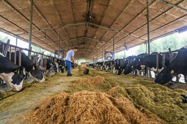 LUANNAN COUNTY, Çin - 6 Ağustos 2021: İşçiler Kuzey Çin 'deki bir mandıra çiftliğindeki çiftliği temizliyorlar