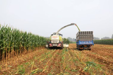 LUANNAN COUNTY, Çin - 10 Ağustos 2021: Çiftçiler tarlalarda depolanan yeşil mısırları toplamak için hasatçıları sürüyorlar, Çin