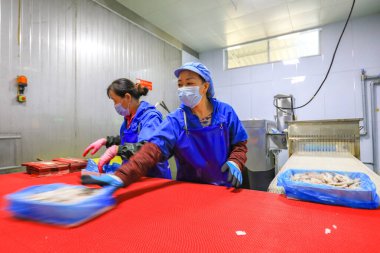 LUANNAN COUNTY, Çin - 7 Eylül 2021: Kadın işçiler, Kuzey Çin 'deki bir deniz ürünleri işleme fabrikasında karides ürünleri üretiyorlar