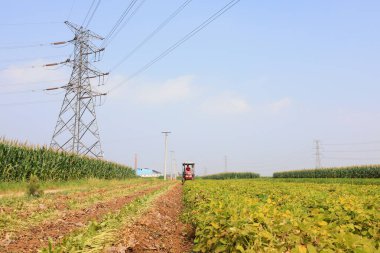 LUANNAN COUNTY, Çin - 8 Eylül 2021: çiftçiler Kuzey Çin 'deki tarlalarda yer fıstığı topluyor.