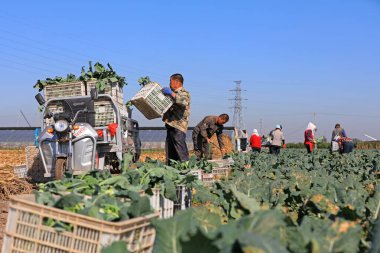 LUANNAN COUNTY, Çin - 12 Ekim 2021: çiftçiler Kuzey Çin 'deki tarlalarda mavi çiçekleri hasat ediyorlar.