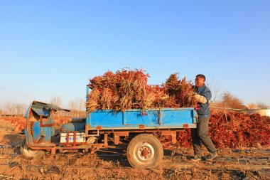 LUANNAN COUNTY, Çin - 27 Kasım 2021: çiftçiler Kuzey Çin 'deki tarlalarda kırmızı biber hasat edip taşıyorlar