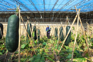 LUANNAN COUNTY, Çin - 2 Aralık 2021: Çiftçiler Kuzey Çin 'deki serada siyah deri beyaz kabağı hasat ediyorlar