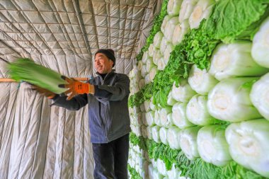 LUANNAN COUNTY, Çin - 29 Aralık 2021: çiftçiler Kuzey Çin 'deki bir sebze toplama sahasında Çin lahana yükleme ve dış taşımacılığı ile ilgilenirler.