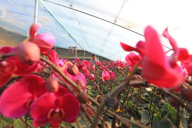 LUANNAN COUNTY, Çin - 5 Ocak 2022: Çiçek çiftçileri Kuzey Çin 'deki bir serada Phalaenopsis yönetiyorlar