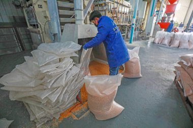 LUANNAN COUNTY, Çin - 18 Şubat 2022: İşçiler Kuzey Çin 'deki üretim atölyesinde yüksek kaliteli mısır tohumları ayırıyorlar