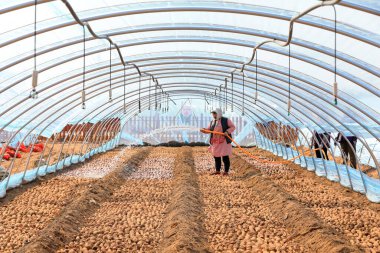 LUANNAN COUNTY, Çin - 8 Mart 2022: Çiftçiler, Kuzey Çin 'deki seradaki tatlı patates tohumlarını temizlemek için su boruları kullanıyorlar