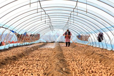 LUANNAN COUNTY, Çin - 8 Mart 2022: Çiftçiler, Kuzey Çin 'deki seradaki tatlı patates tohumlarını temizlemek için su boruları kullanıyorlar