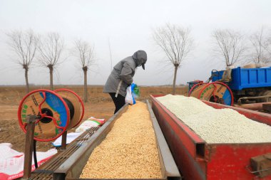 LUANNAN COUNTY, Çin - 16 Mart 2022: Çiftçiler Kuzey Çin 'deki çiftliğe yulaf ezmesi tohumu ekiyor