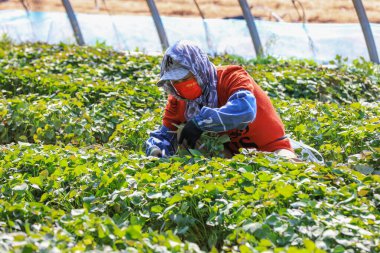 LUANNAN COUNTY, Çin - 1 Nisan 2022: Çiftçiler Kuzey Chin 'deki serada tatlı patates tohumu topluyorlar