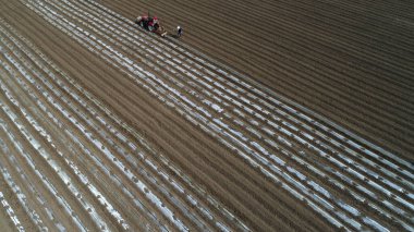 Çiftçiler Kuzey Çin Ovası 'nda plastik taro yetiştirmek için traktör kullanıyorlar.