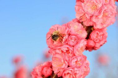 Bees gather honey on flowers, North China clipart