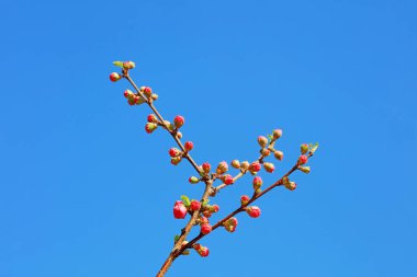 Bahçede çiçek açan erik çiçekleri, Kuzey Çin